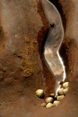 Limpets in a Rock Pool