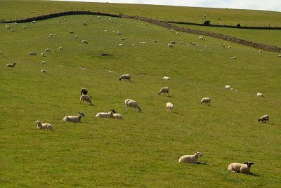 Sheep on the Hills - How Many Can You Count??