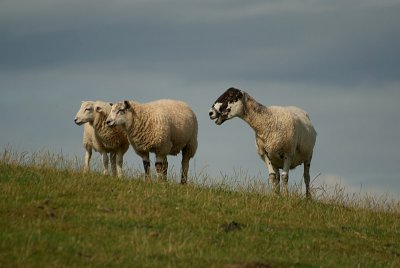 Three Sheep on a Hill