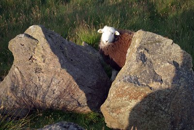 A Sheep Between Two Rocks