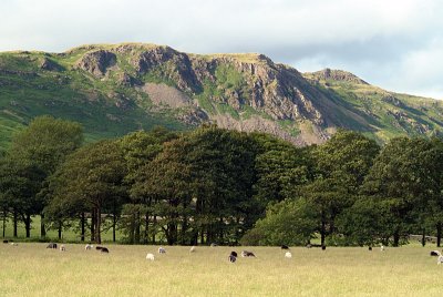 Sheeps Trees  Mountains 02