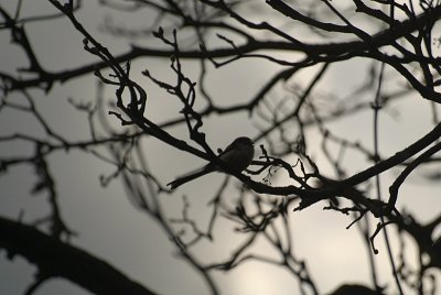 Long-Tailed Tit in Tree