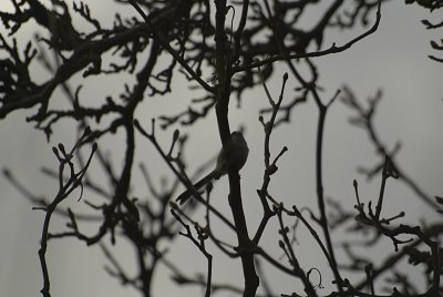 Long-Tailed Tit in Tree 02