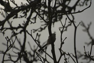 Long-Tailed Tit in Tree 03