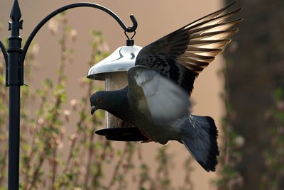 Pigeon at the Seed Feeder