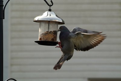 Pigeon at the Seed Feeder 03