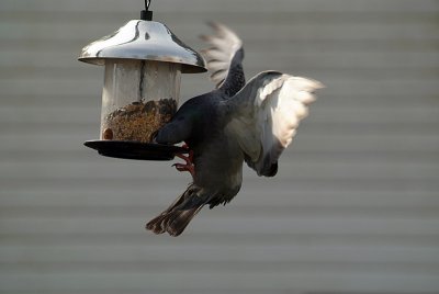 Pigeon at the Seed Feeder 04