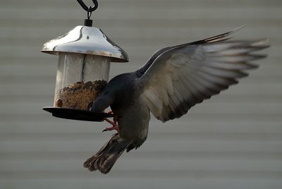 Pigeon at the Seed Feeder 05