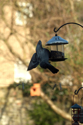 Pigeon at the Seed Feeder 07