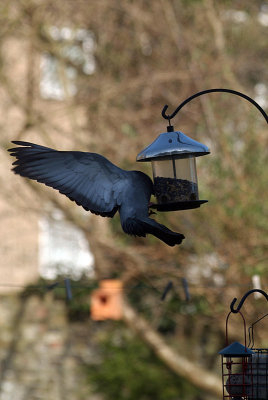 Pigeon at the Seed Feeder 08
