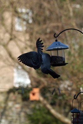 Pigeon at the Seed Feeder 09