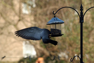 Pigeon at the Seed Feeder 10