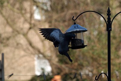 Pigeon at the Seed Feeder 11