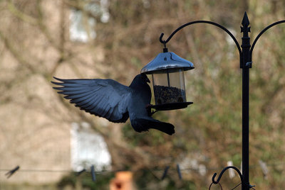 Pigeon at the Seed Feeder 12