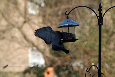 Pigeon at the Seed Feeder 13