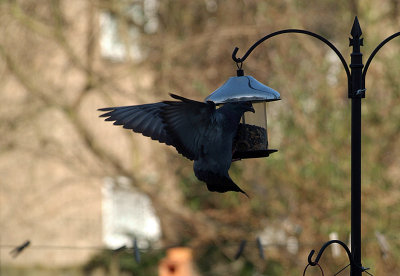 Pigeon at the Seed Feeder 14