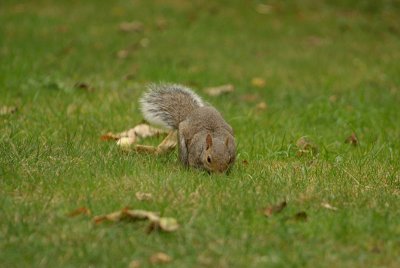 Grey Squirrel 02