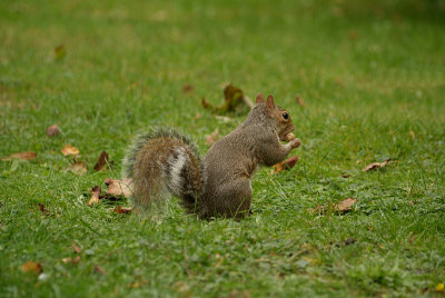 Grey Squirrel 01