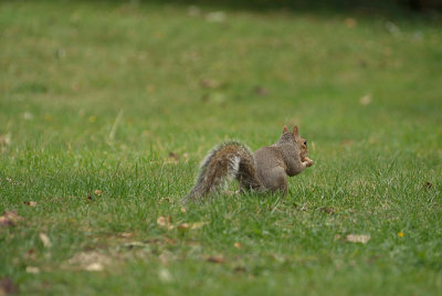 Grey Squirrel 04