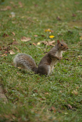Grey Squirrel 05