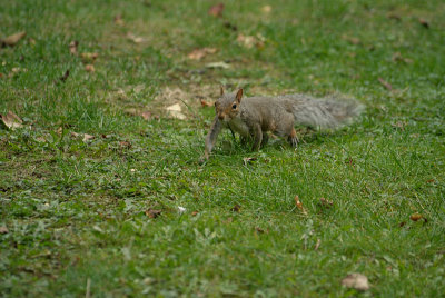 Grey Squirrel 07