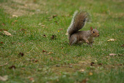 Grey Squirrel 09
