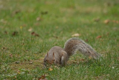 Grey Squirrel 12