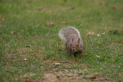 Grey Squirrel 13