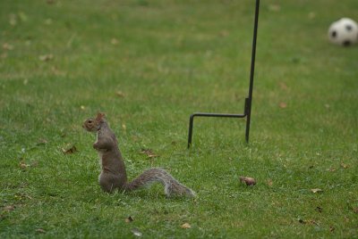 Grey Squirrel and Football 01
