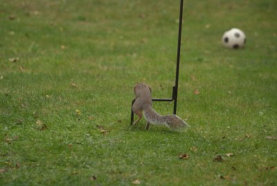 Grey Squirrel and Football 02