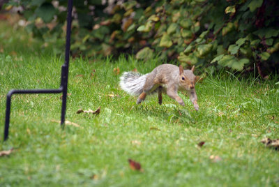 Grey Squirrel Jumping 01