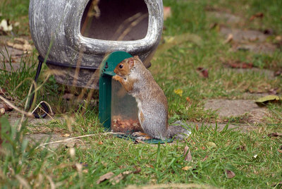 Young Grey Squirrel 02