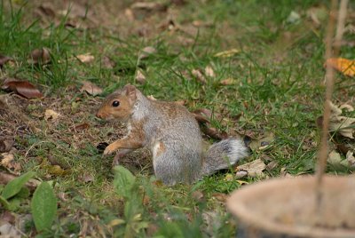 Young Grey Squirrel 03