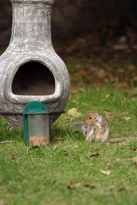 Young Grey Squirrel by Feeder