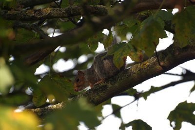 Young Grey Squirrel on Branch 02