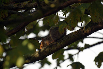 Young Grey Squirrel on Branch 01