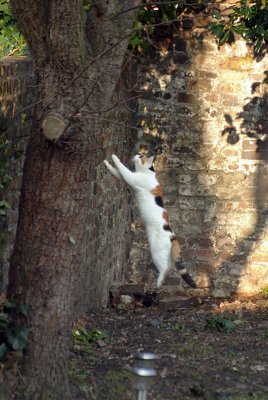 Cat in the Garden