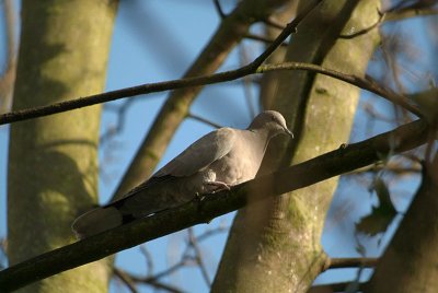 Collared Dove on a Branch