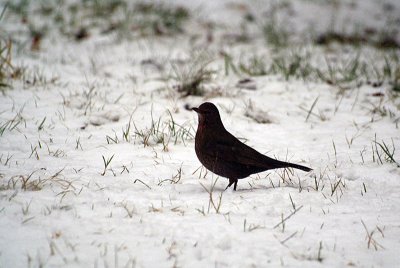 Female Blackbird in Snow