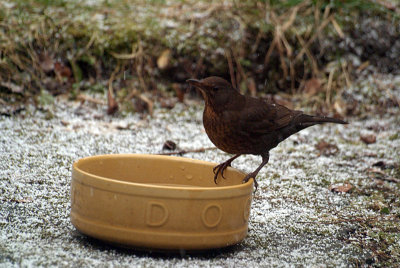 Female Blackbird on Dog Bowl
