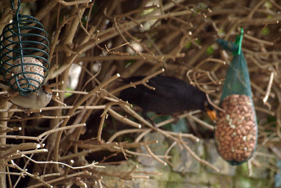 Female Blackcap  Male Blackbird Feeding 02