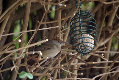 Female Blackcap By Fat Ball 02