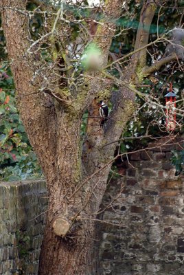 Greater Spotted Woodpecker on Tree