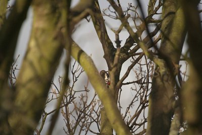 Greater Spotted Woodpecker on Tree 02