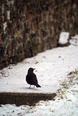 Male Blackbird in Snow 02