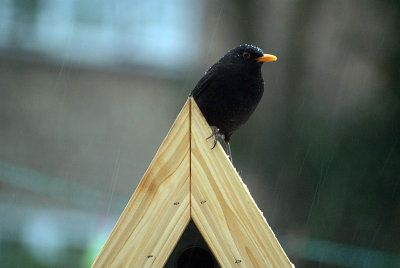 Male Blackbird on Bird Table 04