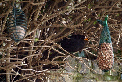 Male Blackbird on by Peanuts