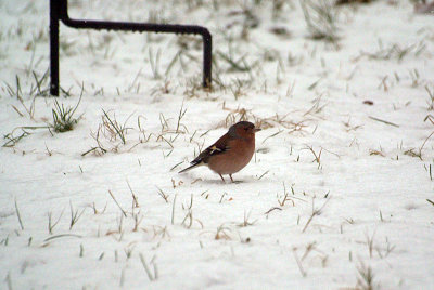 Male Chaffinch in the Snow 02