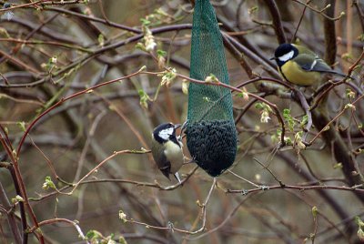 Pair of Great Tits on Sunflower Seeds 03