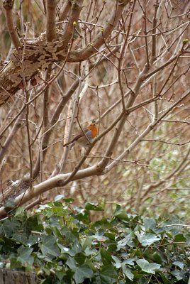 Robin in the Branches 07